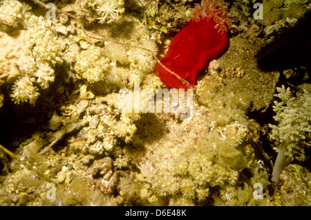 Danseuse espagnole,Hexabranchussanguineus,Mer Rouge Juin 1988 glissez les conversions, l'Égypte, Sinaï,Soudan Safari en bateau Banque D'Images