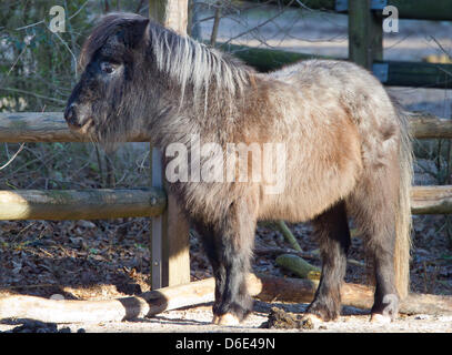 Poney Shetland 'Graziella' se trouve dans son enclos au zoo de Nuremberg, Allemagne, 18 janvier 2012. Le 16 janvier, le guépard 'turbo' sauté par dessus le mur de 2,79 mètres de haut, son boîtier comme Graziella a été menée après le guépard boîtier dans le zoo pour enfants par les gardiens. Le grand chat a sauté sur l'un des poneys, et a tenu à son retour. Après quelques mètres de sauter, le poney shoo Banque D'Images