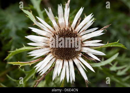 Chardon argenté Carlina acaulis, Asteraceae, Banque D'Images