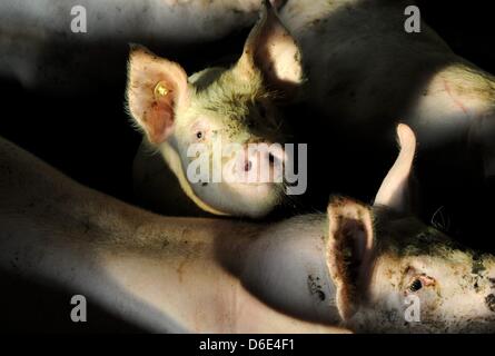 Un troupeau de porcs se tenir dans la grange d'une ferme de bovins et de porcs dans Tappendorf, Allemagne, 18 janvier 2012. Le gouvernement fédéral allemand farmers' Association des journalistes invités à une ferme de référence afin d'informer de l'utilisation des antibiotiques dans l'élevage. Selon l'association, antibiotcs ne sont utilisés que dans des circonstances exceptionnelles et non pas à la Commission de traiter , des animaux qui Banque D'Images