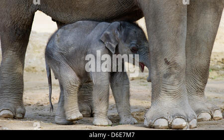 (Dossier) une archive photo datée du 08 novembre 2011 montre un sans nom encore 10 jours elephant calf debout à côté de sa mère dans l'enceinte de l'éléphant Panang au zoo Hellabrunn de Munich, en Allemagne. Le veau a été baptisé plus tard Lola. Trois mois, Lola est décédé le samedi en raison d'une embolie pulmonaire, selon le zoo Hellabrunn de Munich. Elle devait subir une crise : inutile Banque D'Images