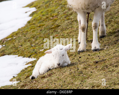 Un jeune agneau né en unseasonal conditions d'hiver à la fin du mois de mars 2013 sur le long Mynd, Shropshire, Banque D'Images