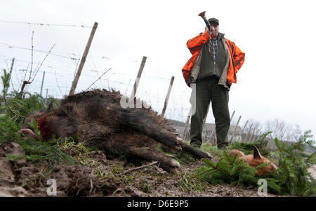 Un chasseur souffle un cor de chasse qu'il regarde vers le bas sur un sanglier et un renard qui ont été abattus près de Martinsthal, Allemagne, 22 janvier 2012. Après les sangliers se multiplient et provoquer des accidents dans la région, d'un entraînement pour la chasse aux sangliers a été organisée à l'Etat fédéral allemand de Hesse, sur l'autoroute fédérale B42 entre Wiesbaden et Rüdesheim. Photo : Arne Dedert Banque D'Images