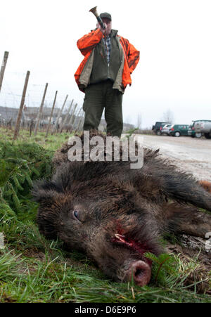 Un chasseur souffle un cor de chasse qu'il regarde vers le bas sur un sanglier et un renard qui ont été abattus près de Martinsthal, Allemagne, 22 janvier 2012. Après les sangliers se multiplient et provoquer des accidents dans la région, d'un entraînement pour la chasse aux sangliers a été organisée à l'Etat fédéral allemand de Hesse, sur l'autoroute fédérale B42 entre Wiesbaden et Rüdesheim. Photo : Arne Dedert Banque D'Images