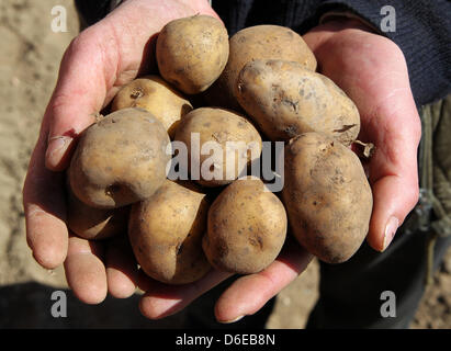 (Dossier) une archive photo datée du 19 avril 2012 montre que des pommes de terre génétiquement modifiées 'Amflora' avant de les planter en en Buetow, Allemagne. La plupart des consommateurs sont contre les aliments génétiquement modifiés dans les exploitations agricoles, mais le Premier Ministre de Rhénanie-palatinat voit chances. Il voit le refus des organismes génétiquement modifiés comme une erreur. Photo : Bernd Wuestneck Banque D'Images