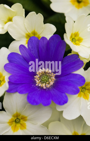 Anemone blanda peeking out parmi les primevères. Banque D'Images