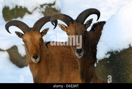 Deux mouflon à se tenir dans la neige dans l'enceinte extérieure au zoo de Schwerin, Allemagne, 03 février 2012. Pour le moment, le zoo de Schwerin réagit à la température de la glace avec chauffage pour les singes en boîte, de l'huile sur la crème des oreilles d'éléphant et de la formation de glace pour les pinguins. Photo : JENS BUETTNER Banque D'Images