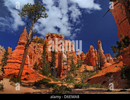 Le Parc National de Bryce Canyon est vu dans Utha, USA, 31 décembre 2011. La caractéristique principale du parc est Bryce Canyon qui, malgré son nom, n'est pas un canyon, mais un gigantesque amphithéâtre naturel créé par l'érosion le long de la côte orientale de l'Paunsaugunt Plateau. Le rouge, orange et blanc des rochers offrent une vue spectaculaire pour les visiteurs du parc. Photo : Wolfgang Thieme Banque D'Images