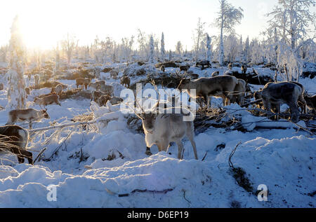 Le renne se trouve dans la Laponie à Pajala, Suède, 04 février 2012. Le partiellement les animaux domestiqués vivent en liberté et sont menés par le peuple Sami seulement à leur marque ou à l'abattage. Photo : Britta Pedersen Banque D'Images