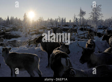 Le renne se trouve dans la Laponie à Pajala, Suède, 04 février 2012. Le partiellement les animaux domestiqués vivent en liberté et sont menés par le peuple Sami seulement à leur marque ou à l'abattage. Photo : Britta Pedersen Banque D'Images