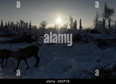 Le renne se trouve dans la Laponie à Pajala, Suède, 04 février 2012. Le partiellement les animaux domestiqués vivent en liberté et sont menés par le peuple Sami seulement à leur marque ou à l'abattage. Photo : Britta Pedersen Banque D'Images