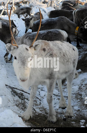 Le renne se trouve dans la Laponie à Pajala, Suède, 04 février 2012. Le partiellement les animaux domestiqués vivent en liberté et sont menés par le peuple Sami seulement à leur marque ou à l'abattage. Photo : Britta Pedersen Banque D'Images