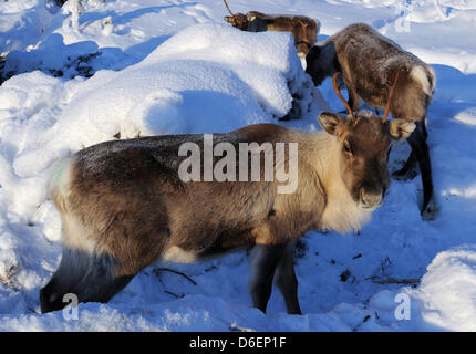 Le renne se trouve dans la Laponie à Pajala, Suède, 04 février 2012. Le partiellement les animaux domestiqués vivent en liberté et sont menés par le peuple Sami seulement à leur marque ou à l'abattage. Photo : Britta Pedersen Banque D'Images