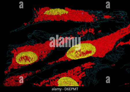 Les microfilaments (bleu), les mitochondries (rouge), et les noyaux (jaune) dans les cellules fibroblastes Banque D'Images