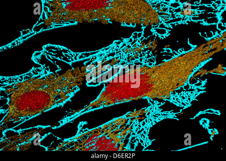 Les microfilaments (bleu), les mitochondries (jaune), et des noyaux (rouge) dans les cellules fibroblastes Banque D'Images