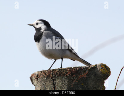 Bergeronnette printanière (Motacilla alba blanc) posant sur un poteau Banque D'Images