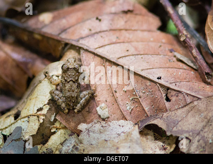 De minuscules grenouilles adultes parmi les feuilles mortes de la forêt tropicale de Danum Valley dans Sabah, Borneo Banque D'Images