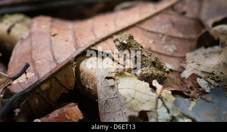 De minuscules grenouilles adultes parmi les feuilles mortes de la forêt tropicale de Danum Valley dans Sabah, Borneo Banque D'Images