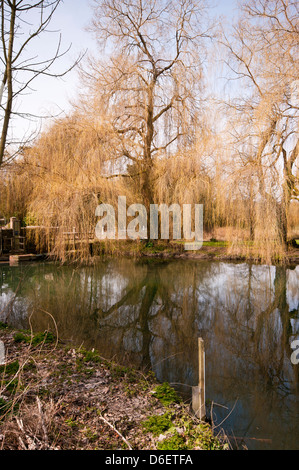 Weeping Willows surplombant la rivière Wey circulant dans la campagne du Surrey juste en dehors de Farnham Surrey UK Banque D'Images