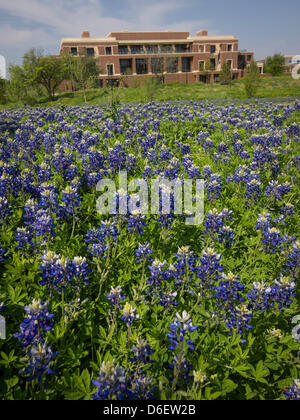 La fleur de l'état du Texas Bluebonnet floraison en George Bush Presidential Library and Museum sur le campus de l'Université Méthodiste du Sud, alma mater de Mme Laura Bush. Banque D'Images