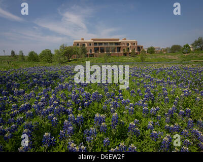 George W Bush Presidential Library La Bibliothèque présidentielle 13. 14-acre site inclut un 15-acre park dédié à Texas de fleurs sauvages et de plantes indigènes. Fleur de l'État, le Texas Bluebonnet, fleurit en mars-avril. Banque D'Images