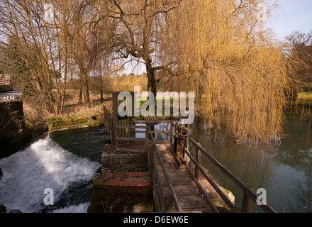 Weeping Willows surplombant la rivière Wey circulant dans la campagne du Surrey juste en dehors de Farnham Surrey UK Banque D'Images