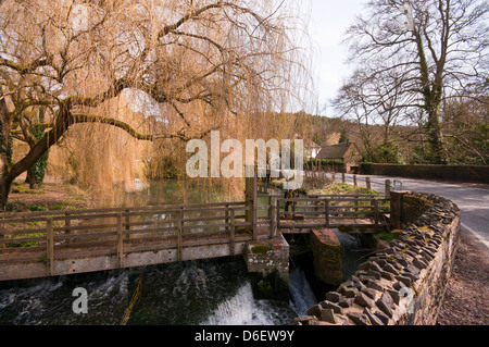 Weeping Willows surplombant la rivière Wey circulant dans la campagne du Surrey juste en dehors de Farnham Surrey UK Banque D'Images