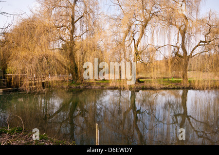 Weeping Willows surplombant la rivière Wey circulant dans la campagne du Surrey juste en dehors de Farnham Surrey UK Banque D'Images