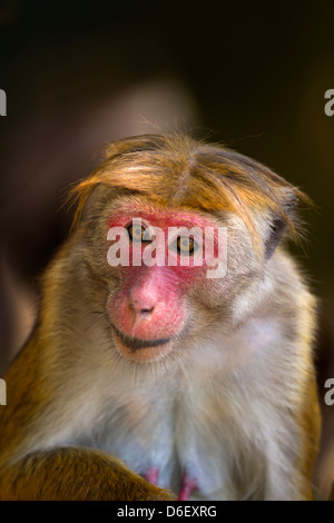 Toque Macaque Macaca sinica sinica portrait de femme Banque D'Images