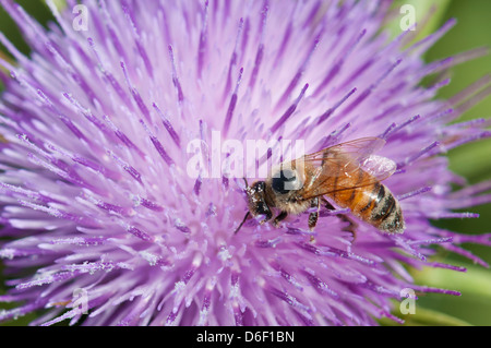 Abeille pollinisant une fleur de chardon de dame Banque D'Images