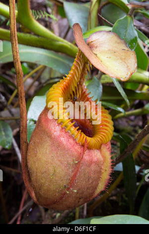 Sarracénie Nepenthes villosa de plus en plus proche de la piste jusqu'au Mont Kinabalu Sabah Bornéo Banque D'Images