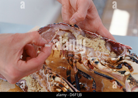 Dépose de l'appareil digestif d'un homard cru Banque D'Images