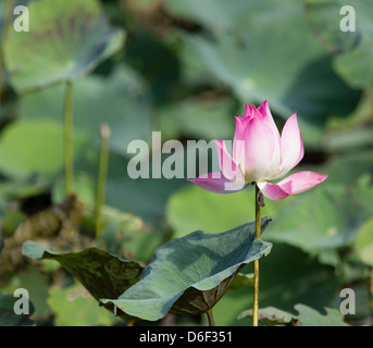 Fleur de Lotus rose de l'emblème national de Sabah dans un étang à Bornéo Banque D'Images