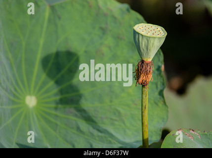 Tête de graines et de feuilles d'ombre de fleur de lotus Sabah Bornéo Banque D'Images