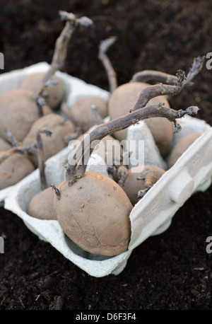 Un plateau de pommes de terre de semence Pommes de terre chitting/ prêts pour la plantation dans le potager. Banque D'Images