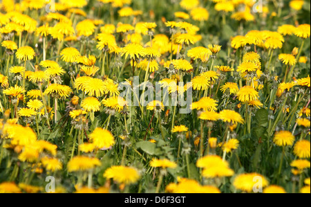 Coppenbruegge, Allemagne, prairie avec dandelion Banque D'Images