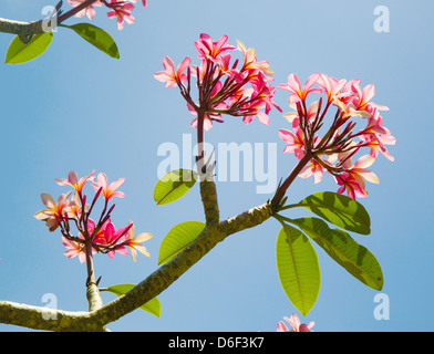 Frangipani Plumeria flowers rose ou contre un ciel bleu Banque D'Images