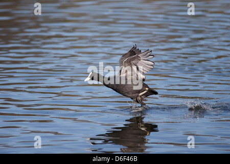 Foulque Fulica atra, seul oiseau en vol ou en travers de l'eau, Warwickshire, Mars 2013 Banque D'Images