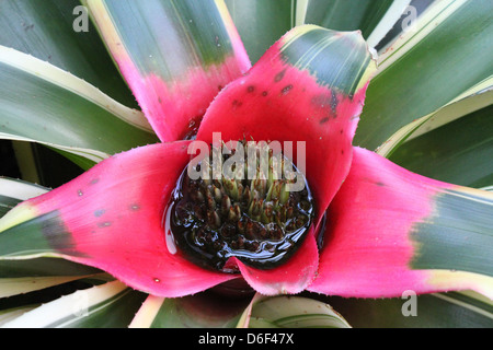 Plante à fleurs tropicales Banque D'Images