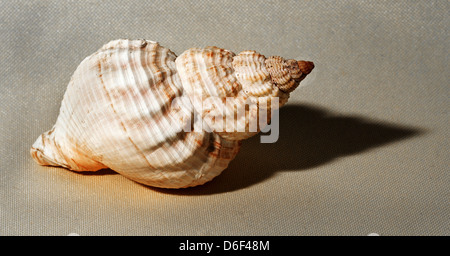 Coquille d'un buccin commun un grand oiseaux comestibles ou d'escargot de mer Banque D'Images