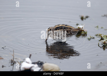 Jack snipe, Lymnocryptes minimus, seul oiseau dans l'eau, dans le Warwickshire, Mars 2013 Banque D'Images