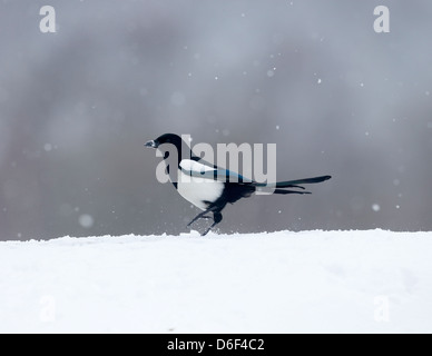 Pie bavarde, Pica pica, seul oiseau dans la neige, dans le Warwickshire, Mars 2013 Banque D'Images