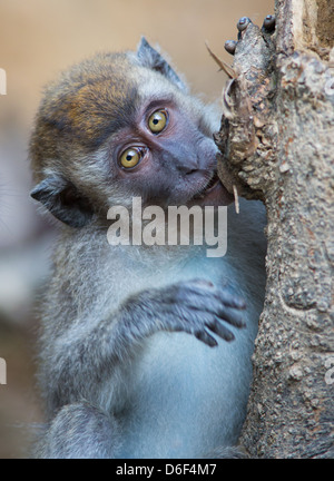 Les jeunes macaques à longue queue Macaca fascicularis à mâcher l'écorce des arbres avec Caterpillar dans Sabah Bornéo Kinabatangan River Banque D'Images