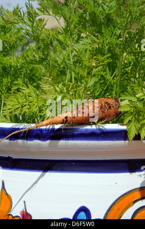 De plus en plus les carottes dans un pot de céramique colorée, Andalousie, Espagne, Europe de l'Ouest. Banque D'Images