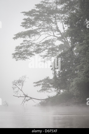 Les arbres de la forêt tropicale dans la brume du matin sur les rives de la rivière Kinabatangan dans Sabah, Bornéo Malaisien Banque D'Images