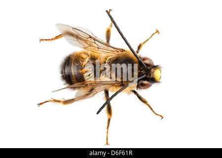 Espèces d'abeilles Eucera longicornis Banque D'Images