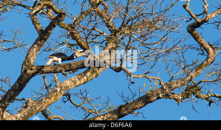 Pied Hornbill Anthracoceros albirostris oriental haut dans un arbre sur la rivière Kinabatangan dans Sabah, Borneo Banque D'Images