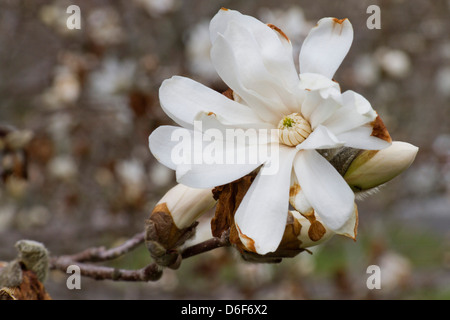 Close up des bourgeons et fleur blanche d'un Royal Star Magnolia Banque D'Images