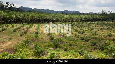 Nouvelles et établi des plantations de l'arbre de l'huile de palme Elaeis guineensis Sabah Bornéo avec collines boisées sur horizon Banque D'Images
