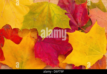Contexte de l'automne feuilles d'érable Banque D'Images